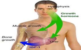پاسخ های هورمونی نسبت به فعالیت های ورزشی و تمرینات جسمانی