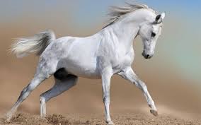 پاورپوینت بی نظیر رفتارشناسی اسب ها با تصاویر فوق العاده