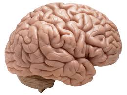 دانلود تحقیق مغز انسان