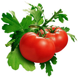 پاورپوینت فرآیند تولید رب گوجه فرنگی