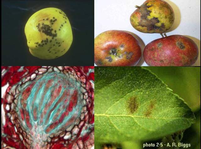 دانلود پاورپوینت بیماریهای مهم درختان میوه